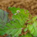Punarnava: The Ayurvedic Marvel for Detoxification