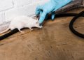 Warning Signs of Rodent Infestation in Your Home