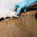 Warning Signs of Rodent Infestation in Your Home