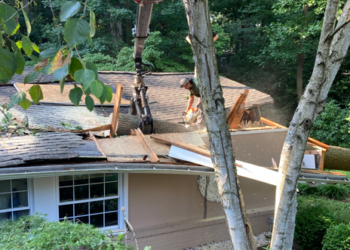 Seasonal Tree Care and Landscaping: Tips for Year-Round Beauty