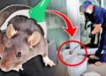 Why Rodent Control at Home is a Must to Stop the Silent Invaders