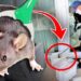 Why Rodent Control at Home is a Must to Stop the Silent Invaders