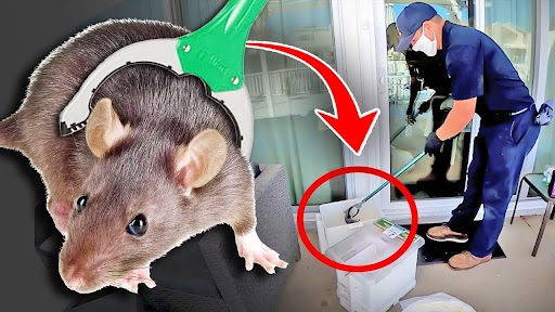 Why Rodent Control at Home is a Must to Stop the Silent Invaders